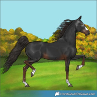 Horse Color:Gray Liver Chestnut 