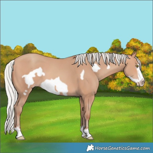 Horse Color:Silver Amber Champagne Frame 