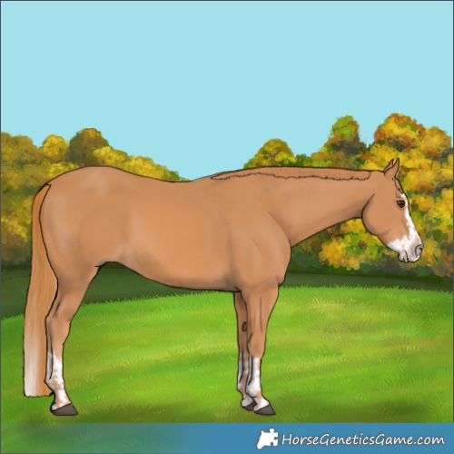 Horse Color:Chestnut  and Chestnut Splash 