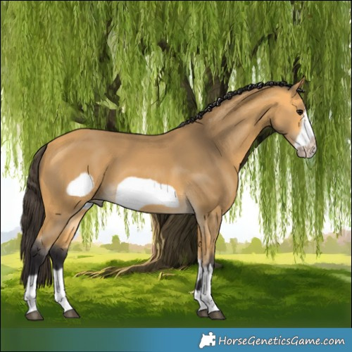 Horse Color:Buckskin Frame 