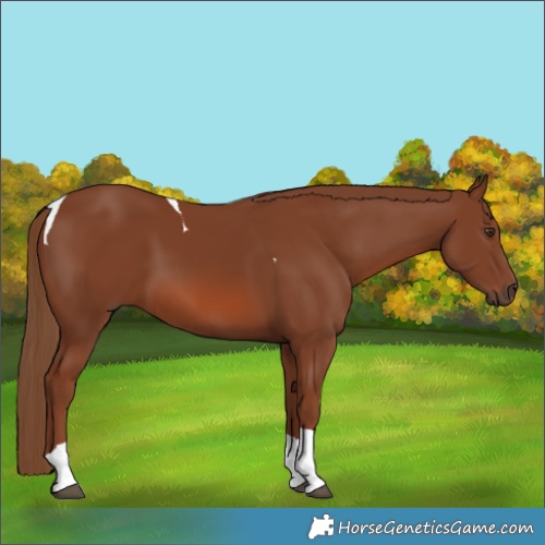 Horse Color:Chestnut Tobiano 