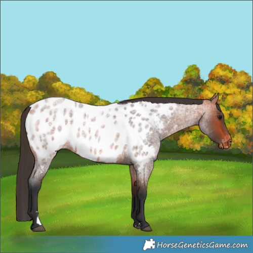 Horse Color:Bay Roan Appaloosa 