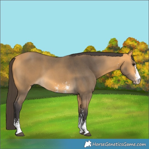 Horse Color:Buckskin Sabino 