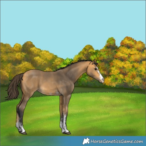 Horse Color:Buckskin Sabino