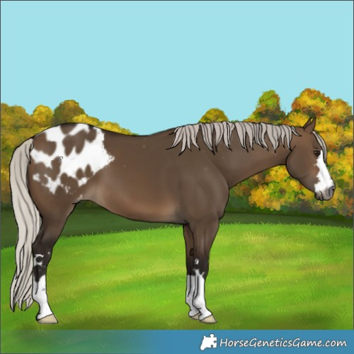 Horse Color:Gray Silver Bay Dun Appaloosa 
