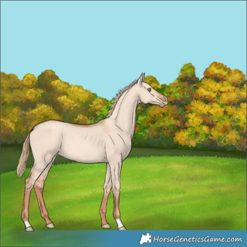 Horse Color:Gold Champagne Dun 