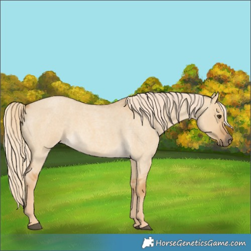 Horse Color:Palomino Roan Dun 