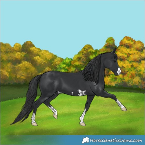 Horse Color:Black  and Black 