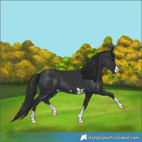 Horse Color:Black  and Black 