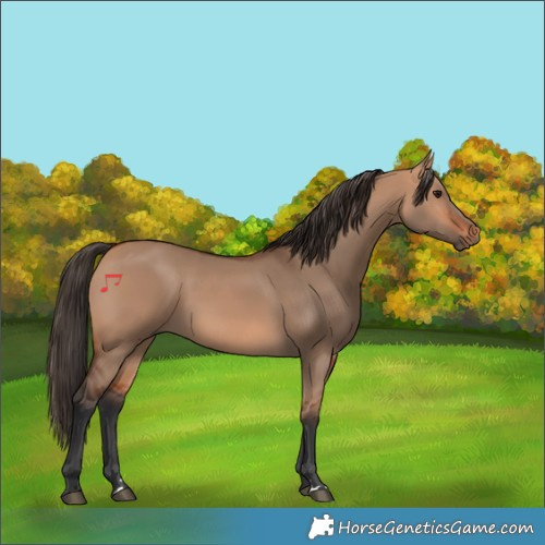Horse Color:Bay Dun 