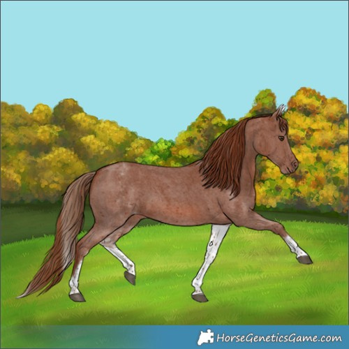 Horse Color:White Spotted Chestnut Sabino 