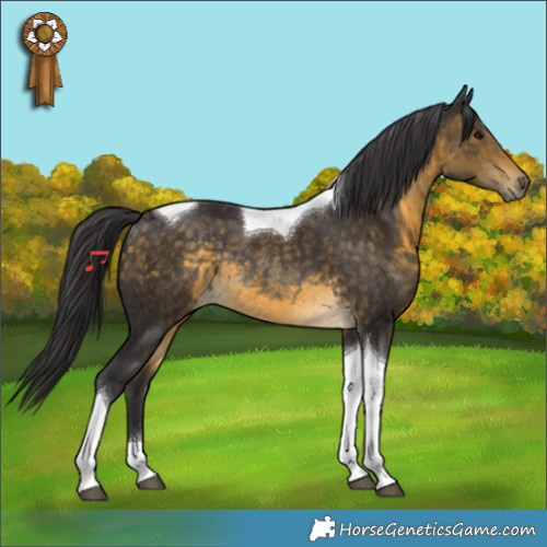 Horse Color:Buckskin Tobiano Rabicano