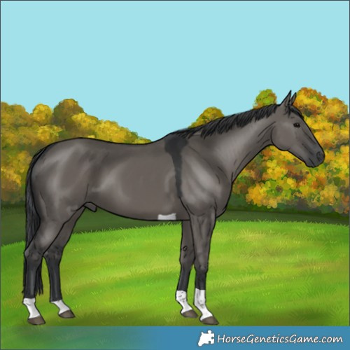 Horse Color:Grullo Tobiano 