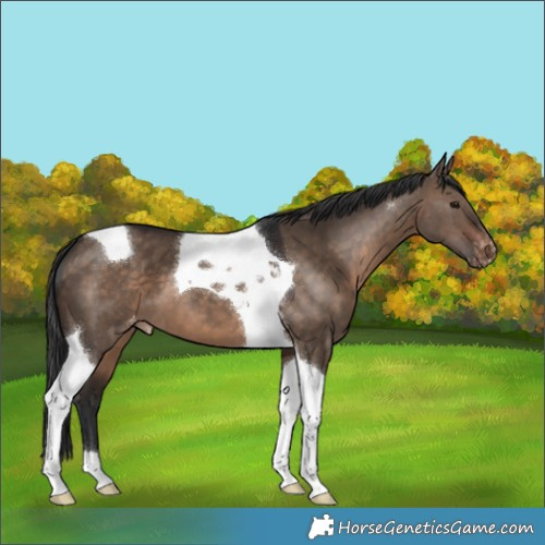 Horse Color:Brown Dun Tobiano Appaloosa 