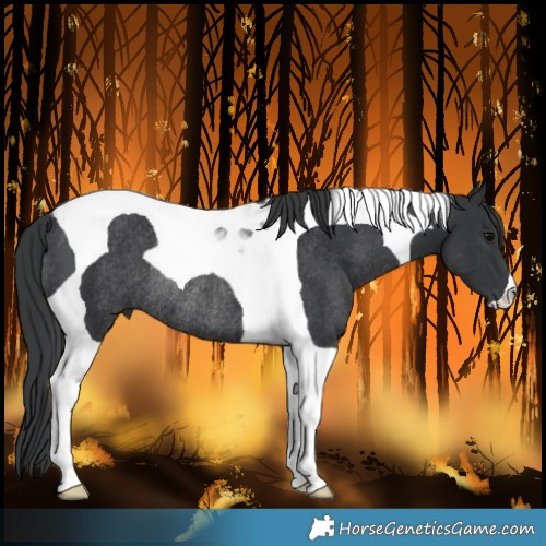 Horse Color:Black Tobiano Rabicano 