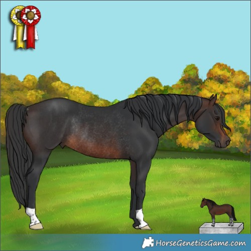 Horse Color:Brown Rabicano 