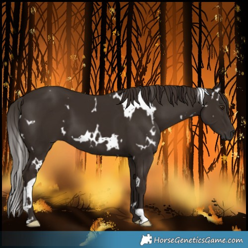 Horse Color:White Spotted Liver Chestnut 