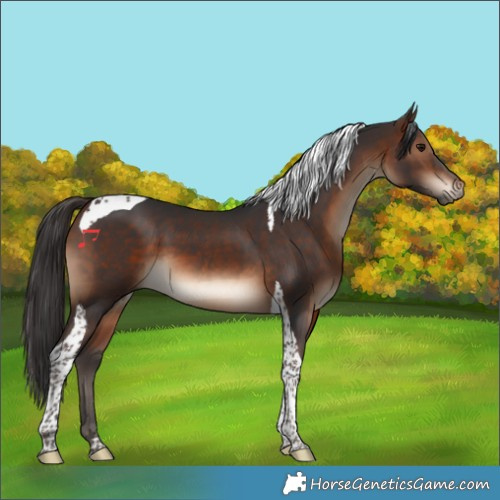 Horse Color:Brown Tobiano 