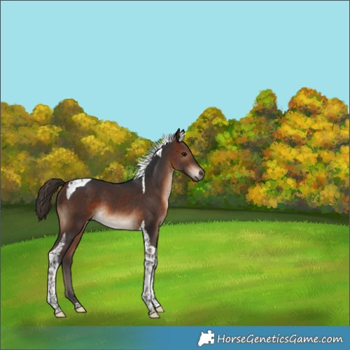 Horse Color:Brown Tobiano 