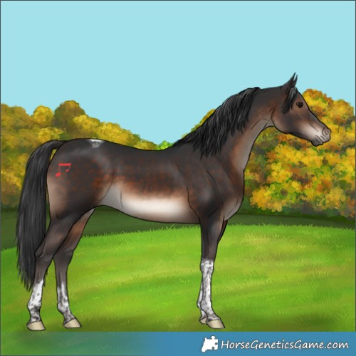 Horse Color:Brown Tobiano