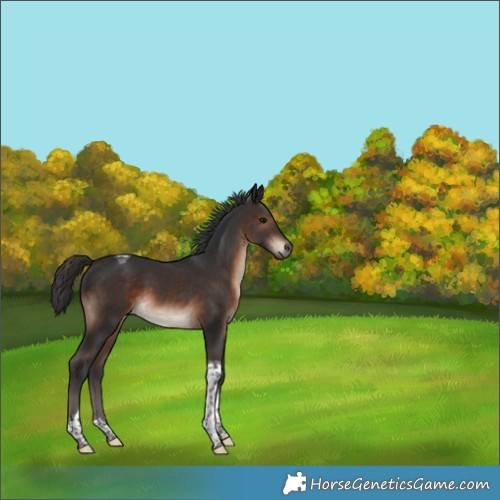 Horse Color:Brown Tobiano 
