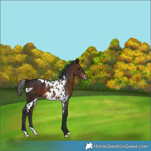 Horse Color:Brown Skewed Appaloosa