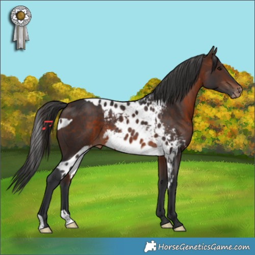 Horse Color:Brown Skewed Appaloosa