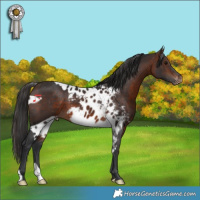 Horse Color:Brown Skewed Appaloosa