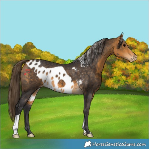 Horse Color:Buckskin Skewed Appaloosa 