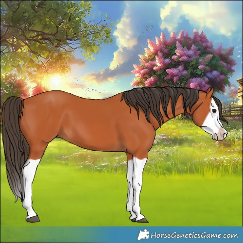 Horse Color:Bay Splash Frame 