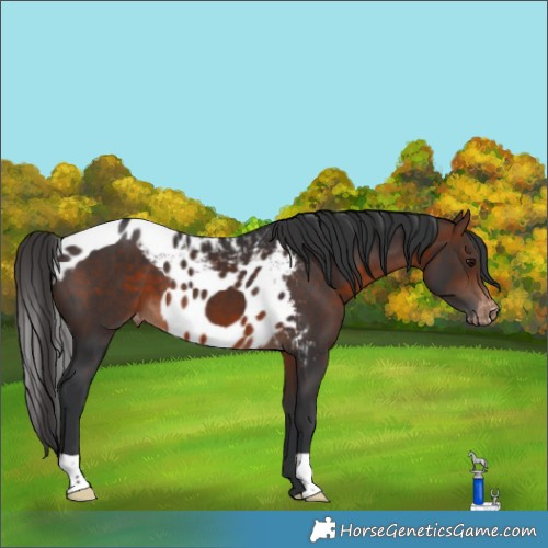 Horse Color:Brown Skewed Appaloosa