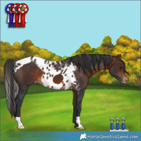 Horse Color:Brown Skewed Appaloosa 