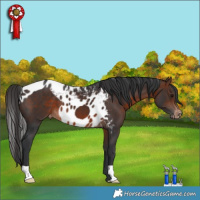 Horse Color:Brown Skewed Appaloosa 