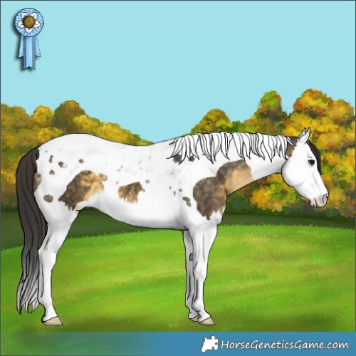 Horse Color:Buckskin Mushroom Splash Tobiano Appaloosa 