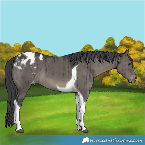 Horse Color:Grullo Tobiano Appaloosa Brindle