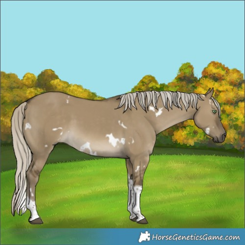 Horse Color:White Spotted Silver Smoky Grullo Tobiano 