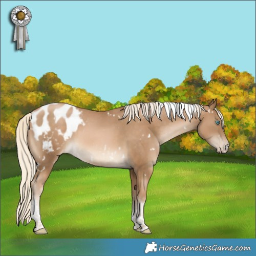 Horse Color:White Spotted Chocolate Palomino Pearl Tobiano Appaloosa