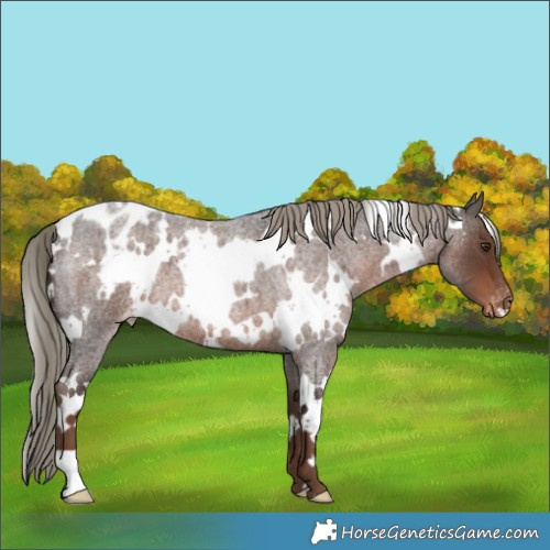 Horse Color:White Spotted Liver Red Roan Mushroom Appaloosa 