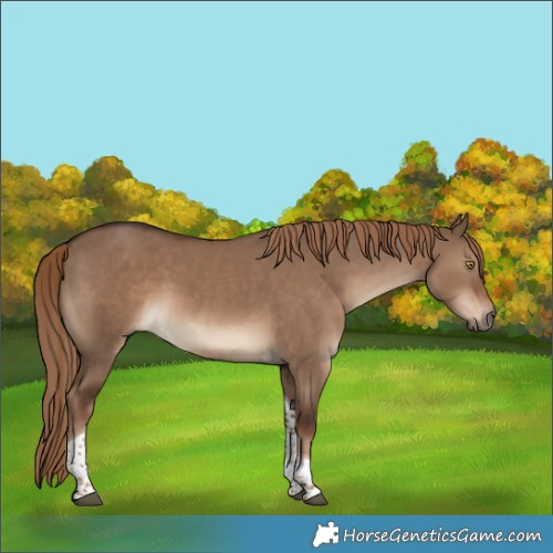 Horse Color:Liver Red Dun Tobiano