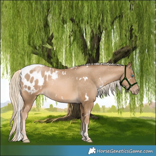 Horse Color:White Spotted Chocolate Palomino Pearl Tobiano Appaloosa 