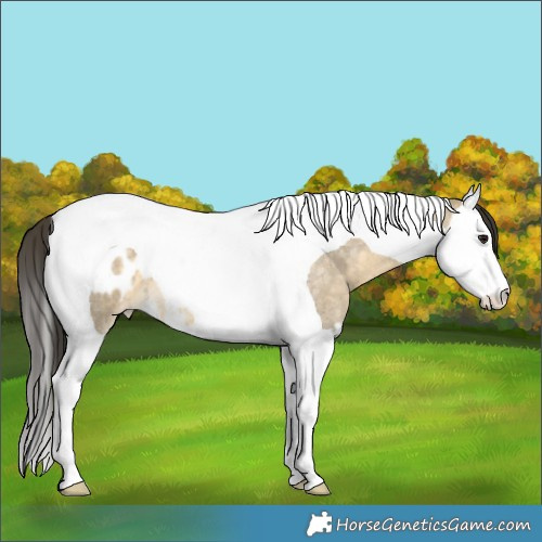 Horse Color:Buckskin Roan Dun Splash Tobiano Appaloosa 