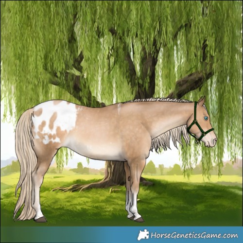 Horse Color:Liver Chestnut Snowdrop Pearl Tobiano Appaloosa 