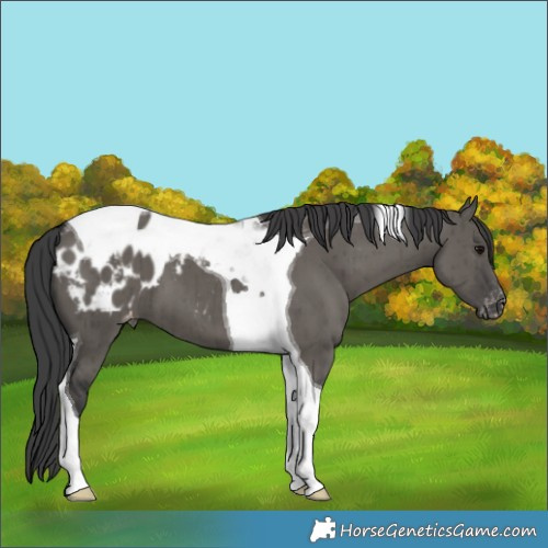 Horse Color:Grullo Tobiano Appaloosa Brindle 