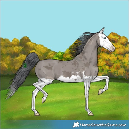 Horse Color:Grullo Merle Splash 