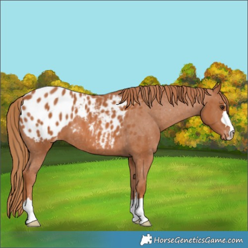 Horse Color:Chestnut Blanket 