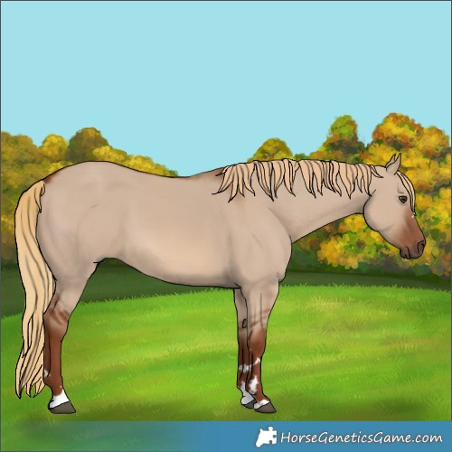 Horse Color:Red Dun 
