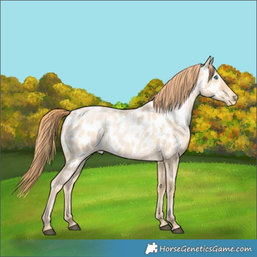 Horse Color:Buckskin Roan Appaloosa 