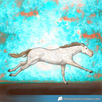 Horse Color:Buckskin Roan Near Leopard 
