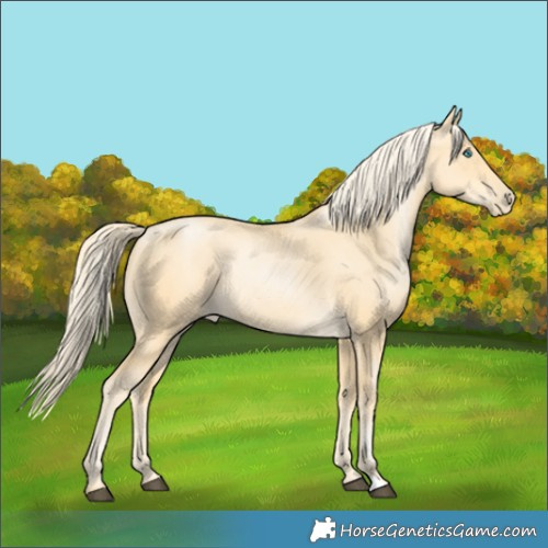 Horse Color:Palomino 