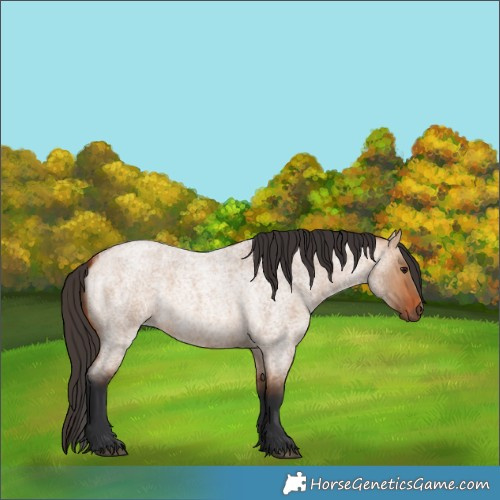 Horse Color:Bay Roan Dun